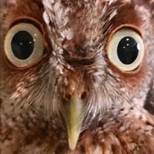 Meet your Posher, Shelly